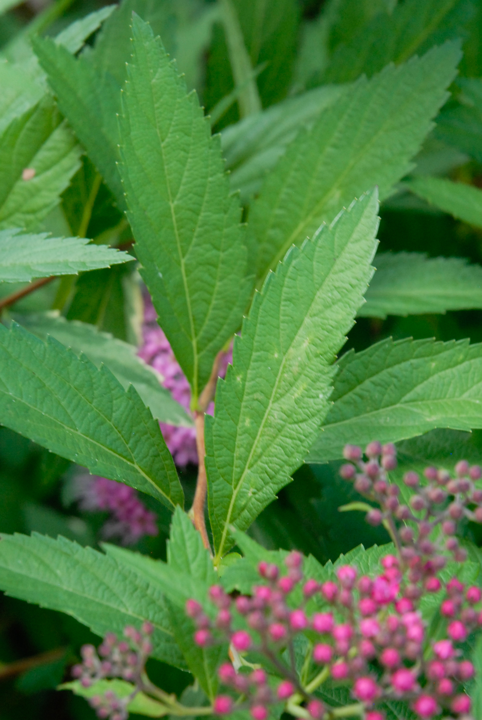 Anthony Waterer Spirea
